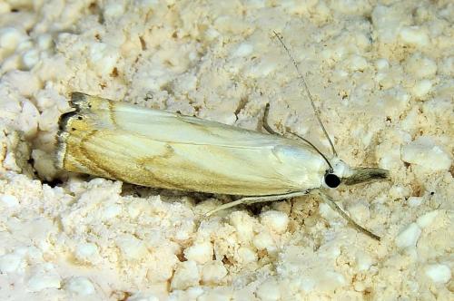 Réf. 337 496 : Chrysoteuchia culmella